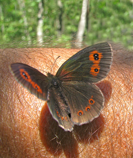 Quale Erebia? - Erebia aethiops